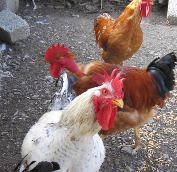 Хостел Agriturismo San Fele