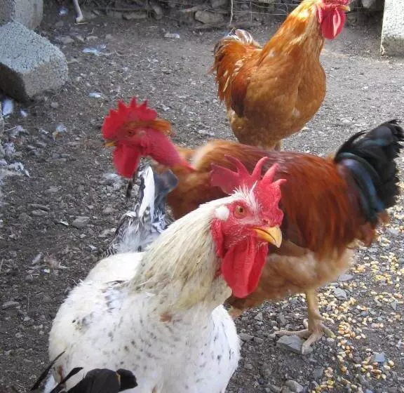 簡易ホテル Agriturismo San Fele