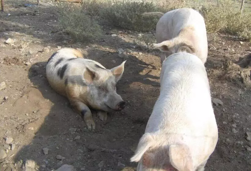 簡易ホテル Agriturismo San Fele