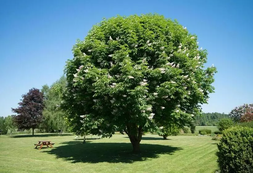 Hotelli Au Jardin Fleuri