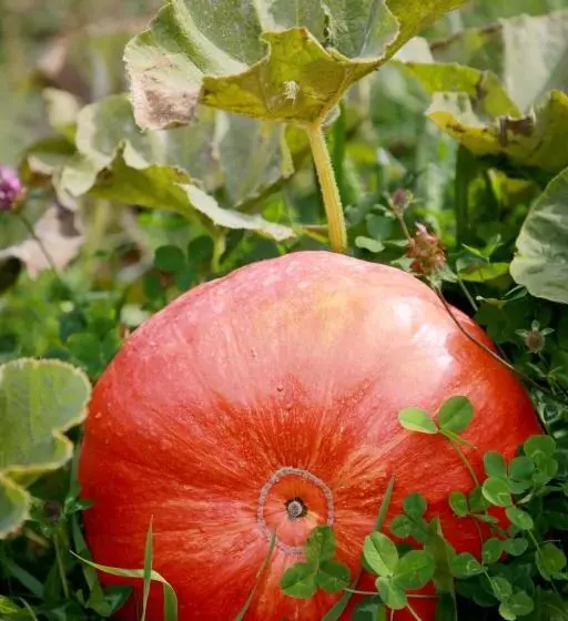 ベッドアンドブレックファースト Rejaillir