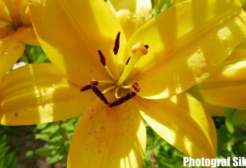 Aamiaismajoitus (B&B) Gästehaus Pointner