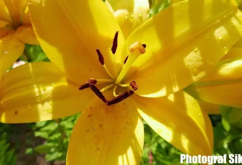 Aamiaismajoitus (B&B) Gästehaus Pointner