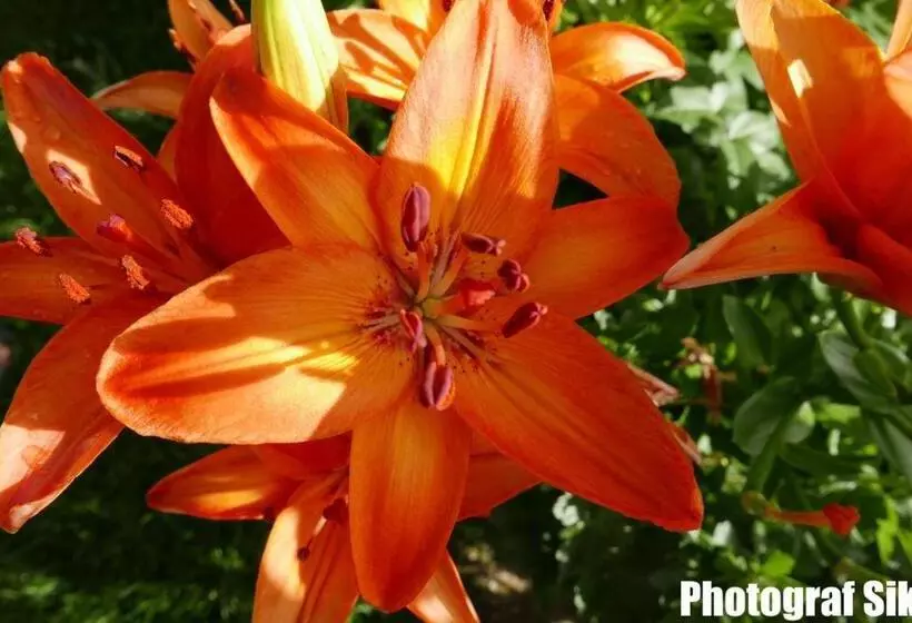 Aamiaismajoitus (B&B) Gästehaus Pointner