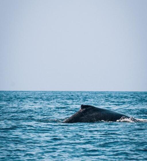 Bed and Breakfast Liquid Dive Adventures