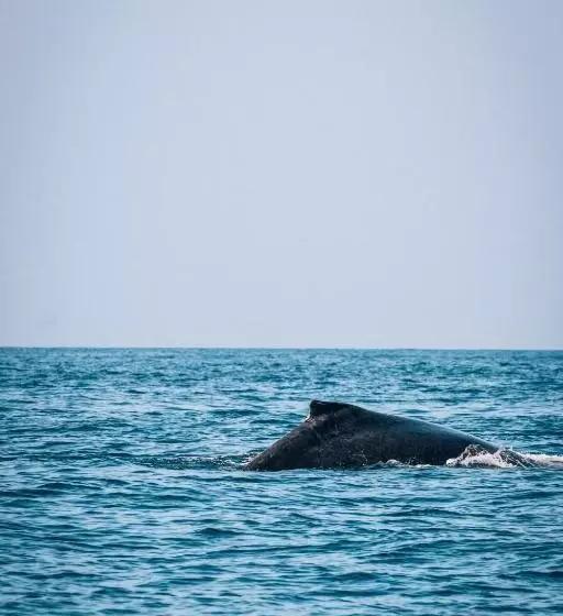 Aamiaismajoitus (B&B) Liquid Dive Adventures