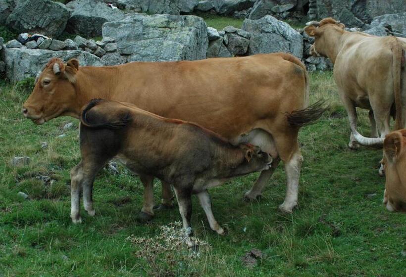 Bed and Breakfast Posada El Mirador