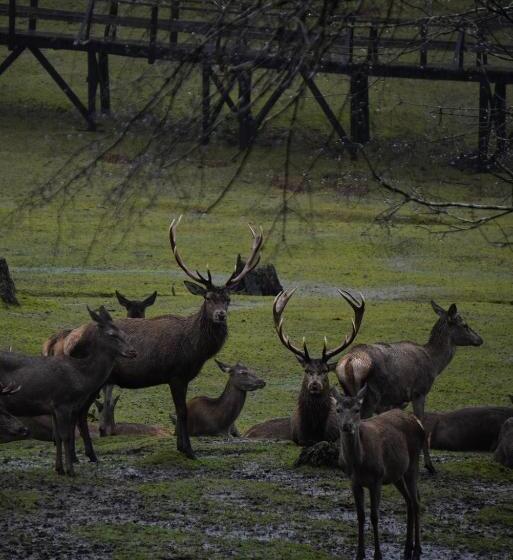 בית מלון כפרי Treca Rupan Lodge