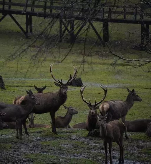 Hotel Treca Rupan Lodge