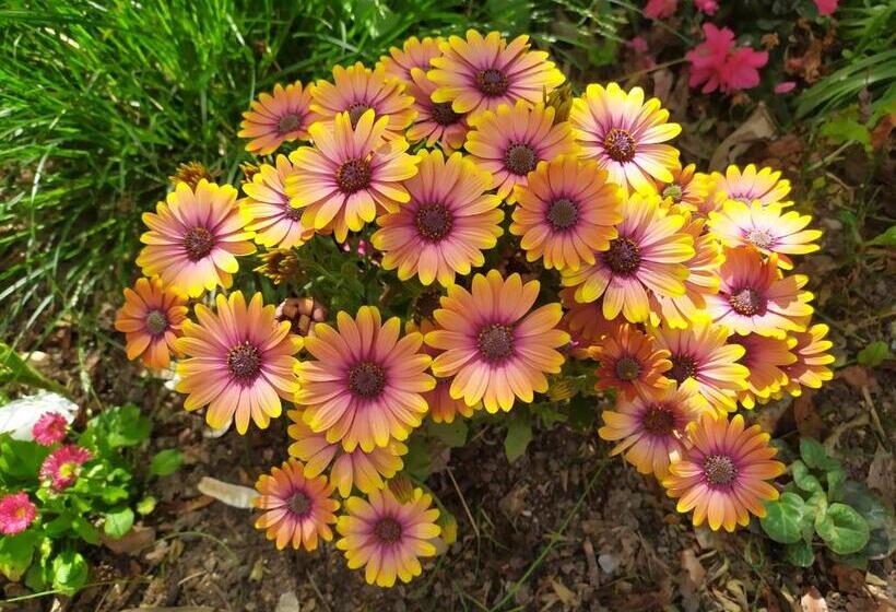 Bed and Breakfast L'echappée Belle