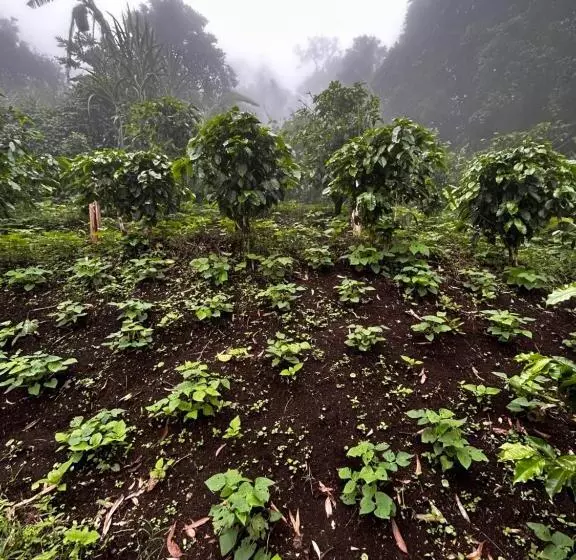 Majatalo Monte Santo Y Café
