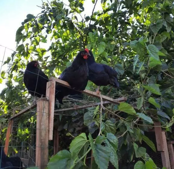 Finca La Jaraca