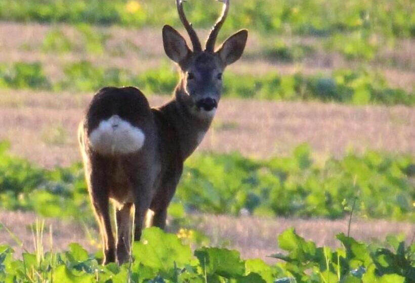 Netherton Farm Lodge
