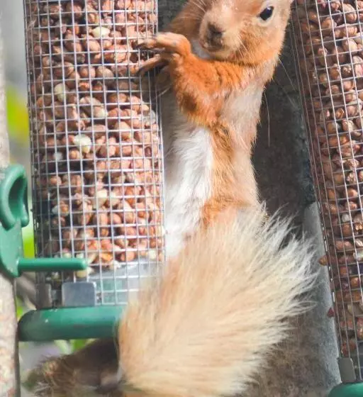 Netherton Farm Lodge