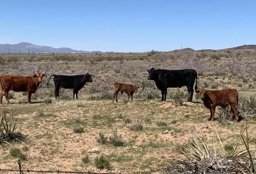 Grand Canyon West Hotel Sheps Miners Inn