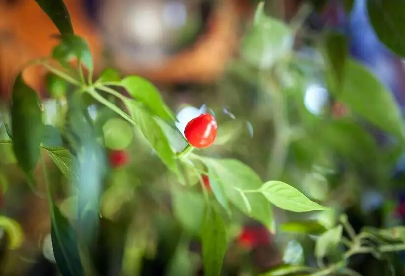 ホテル Albergo Margherita