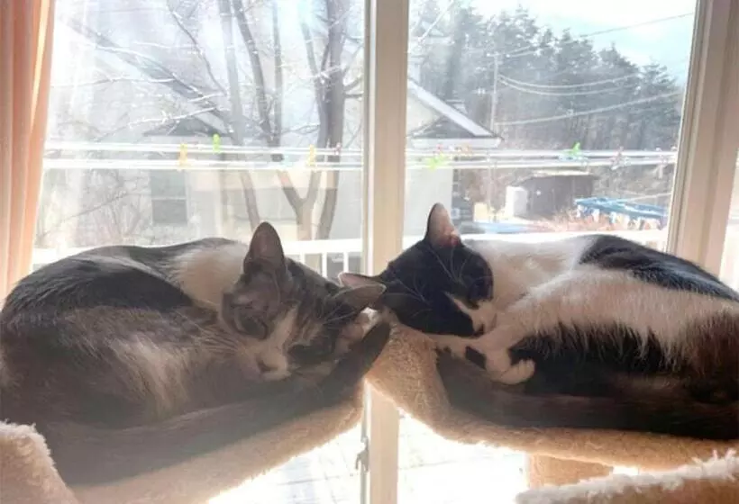 Majatalo Blanche Mori