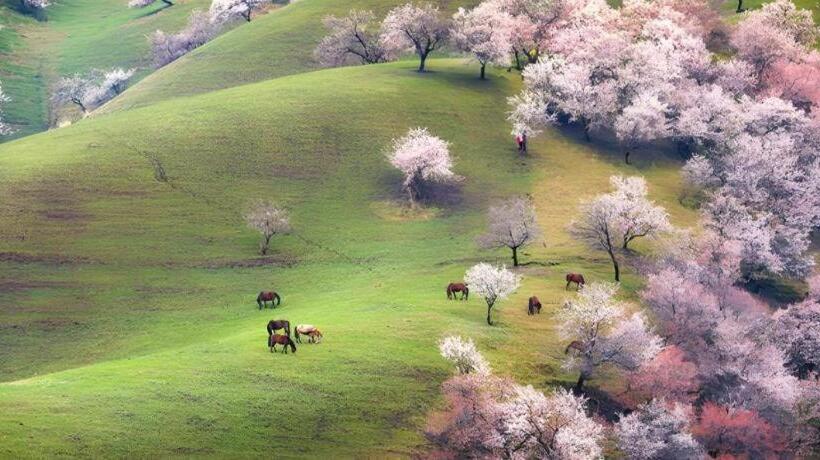 Otel 7 Days Inn Yining Xintiandi