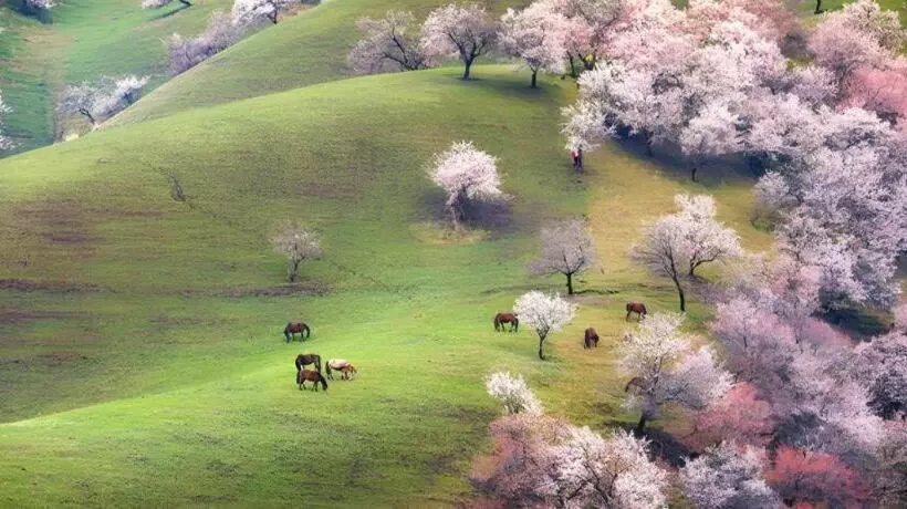 ホテル 7 Days Inn Yining Xintiandi