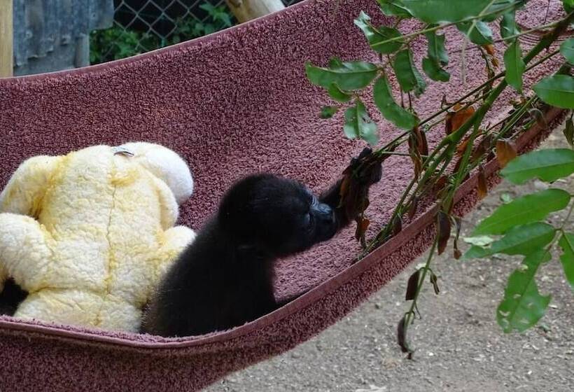 Отель Jungle Lodge At Wild Sun Rescue Center