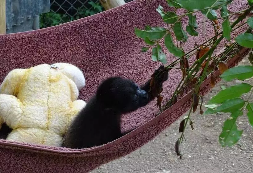 Hotelli Jungle Lodge At Wild Sun Rescue Center