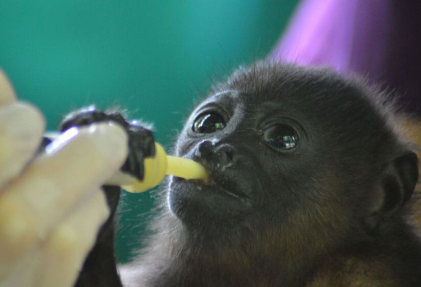 Отель Jungle Lodge At Wild Sun Rescue Center
