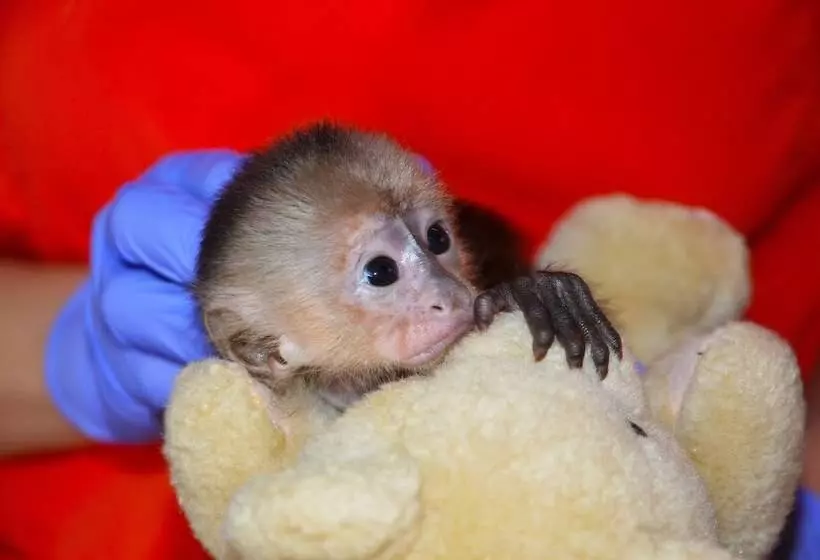 Hotelli Jungle Lodge At Wild Sun Rescue Center