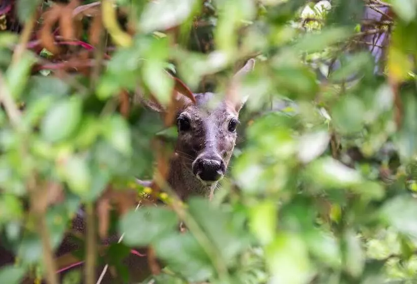 Hotelli Jungle Lodge At Wild Sun Rescue Center