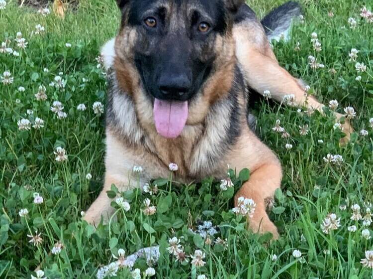 צימר Villa Franciana