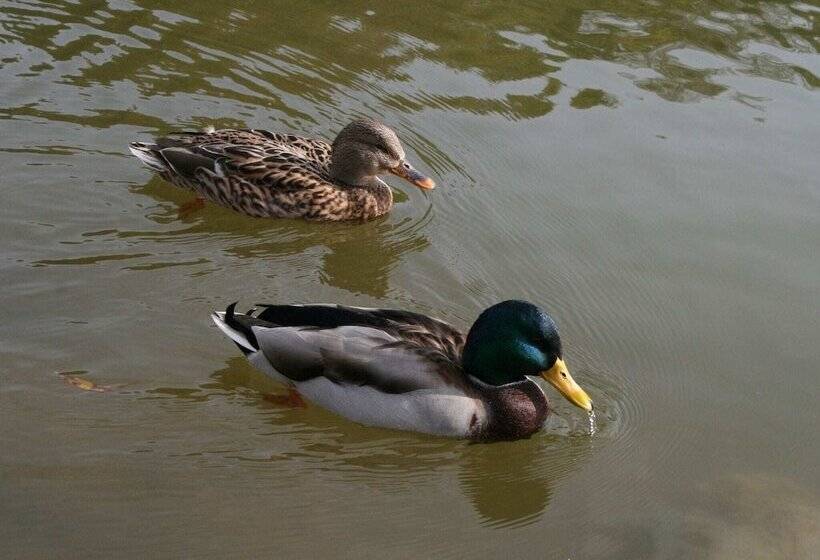 Apartment Near The Nurburgring With Terrace