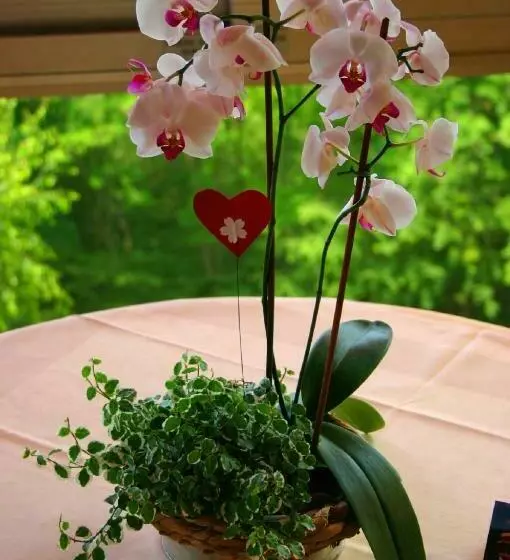 Hotelli L'hostellerie Le Turckheim Croix D'or