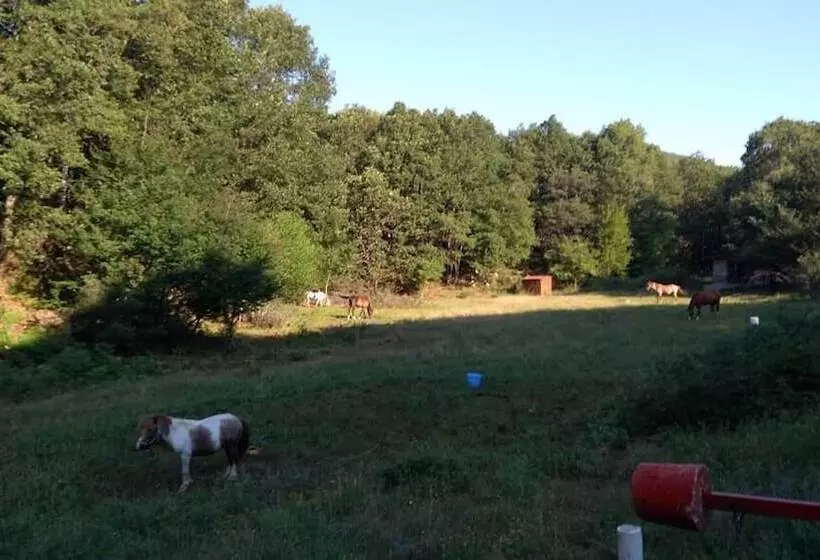 Majatalo Pangeo Forest Village