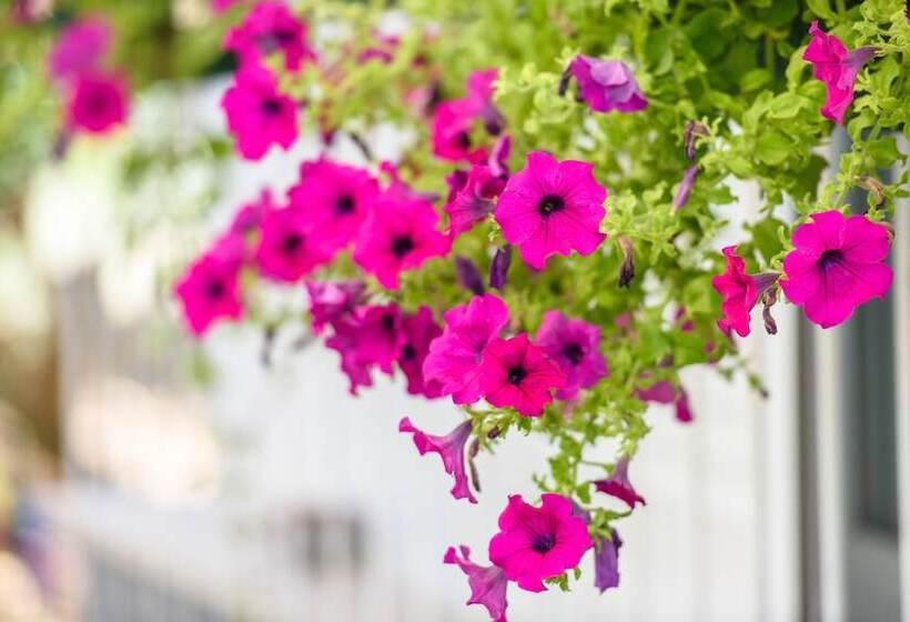 Apartments Beba Peaceful Location