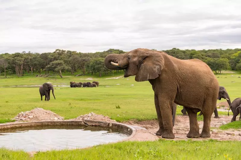 Hotelli Hwange Safari Lodge