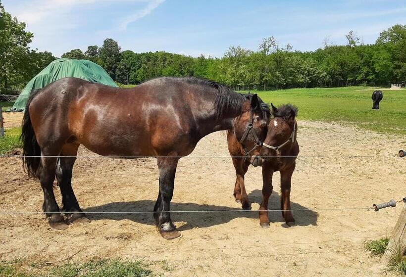 住宿加早餐 Hartmann Panzió