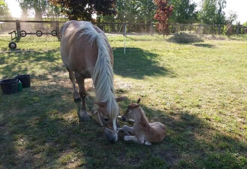 住宿加早餐 Hartmann Panzió