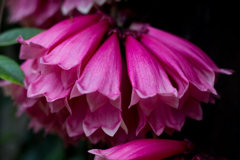 בית מלון כפרי Daintree Village Hideaway