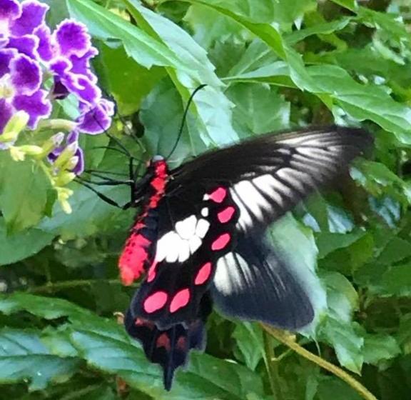 בית מלון כפרי Daintree Village Hideaway