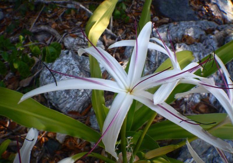 בית מלון כפרי Daintree Village Hideaway