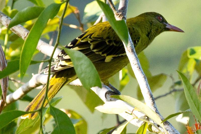 בית מלון כפרי Daintree Village Hideaway