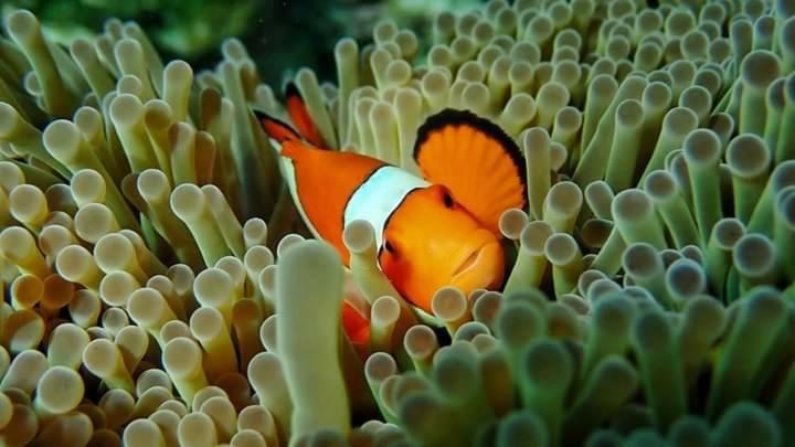 Hotell Daya Beach, Lipe Local