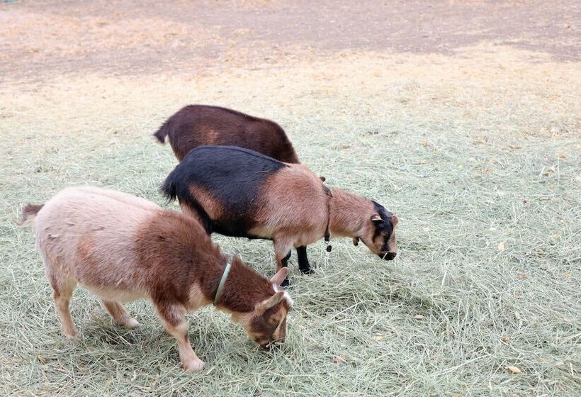 Eycat Lodging Company