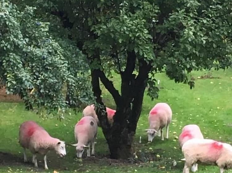 צימר Bron Hafren