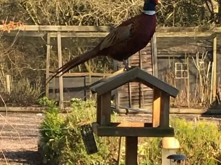 Aamiaismajoitus (B&B) Bron Hafren