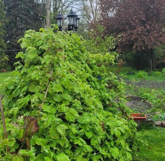 بنسيون Le Relais De L Aube