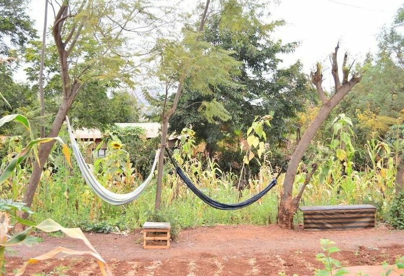 African Wagtail Hostel