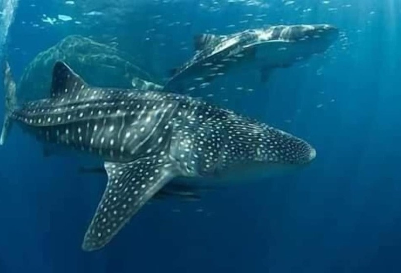 تختخواب و صبحانه Mangrove Beach Bungalows