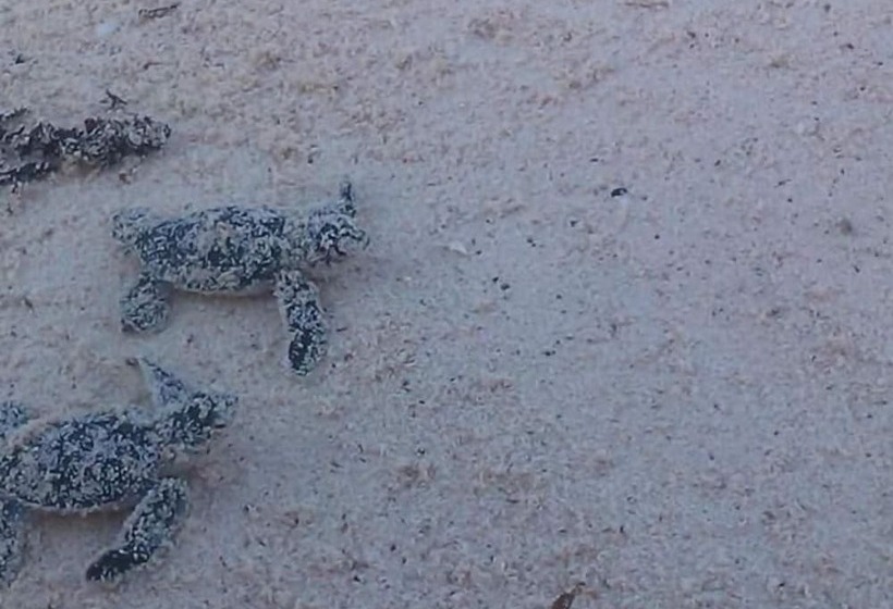 تختخواب و صبحانه Mangrove Beach Bungalows