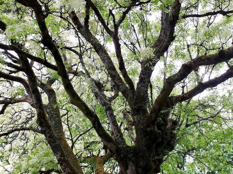 تختخواب و صبحانه Domaine De Garat