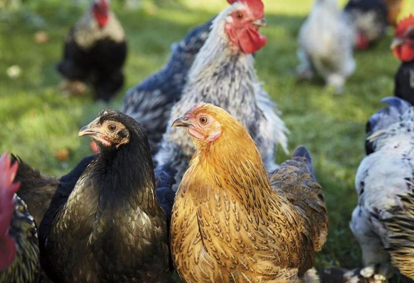 פנסיון Mattsarve Gästgiveri